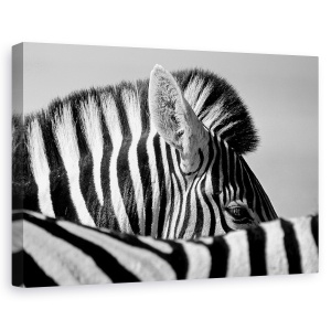 Tablou canvas - Zebra Curioasa, Etosha, Salbatic, Natura, 40 x 60 cm