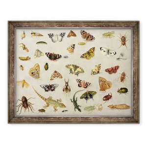 Tablou inramat - Jan van Kessel the Elder - Un studiu al insectelor, 70 x 90 cm
