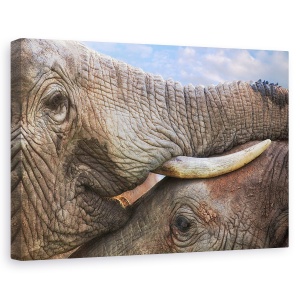 Tablou canvas - Addo Dragoste, Elefant, Salbatic, Animal, Interactiune, 40 x 60 cm