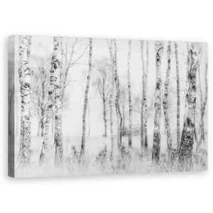 Tablou Canvas - Alb-Negru, Copac, Lumina, Ceata, Alb-Negru, 50 x 80 cm