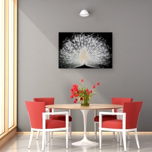 Tablou canvas - Alb-Negru, Italia, Paun, Pasare, Animale, Pana, 80 x 120 cm - Img 4