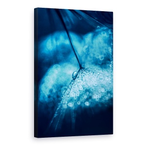 Tablou canvas - Albastru, Macro, Picaturi, Papadie, 60 x 90 cm