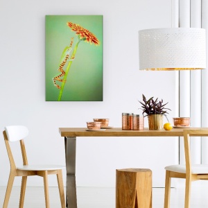 Tablou Canvas - Alpinist, Broasca, Urca, Floare, Gerbera, Animale, 80 x 120 cm - Img 4
