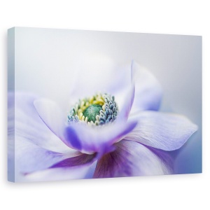 Tablou canvas - Anemone De Caen, Flori, Gradina, 80 x 120 cm