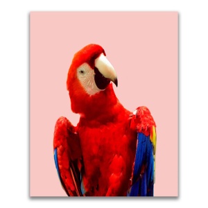 Tablou Canvas - Animal, Pasare, Papagal, Color, 60 x 75 cm