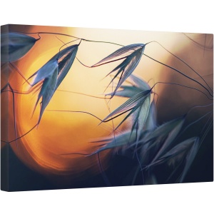 Tablou canvas - Apus de Soare, Seminte, Macro, Semanatura, 40 x 60 cm