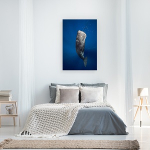 Tablou canvas - Balena In Lumina, Sub Apa, Cetacee, 40 x 60 cm - Img 3