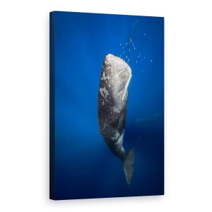 Tablou canvas - Balena In Lumina, Sub Apa, Cetacee, 60 x 90 cm