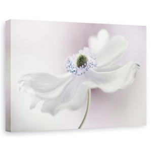 Tablou canvas - Briza Anemonei, Roz, Purpuriu, Floare, 60 x 90 cm