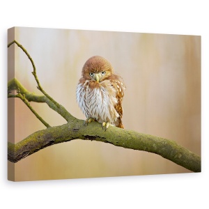 Tablou canvas - Bufnita Pitica, Dragut, Pasare, Salbatic, 80 x 120 cm
