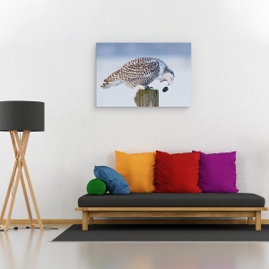 Tablou canvas - Bufnita Polara, Bufnita, Pelete, Iarna, Natura, Salbatic, 40 x 60 cm - Img 2