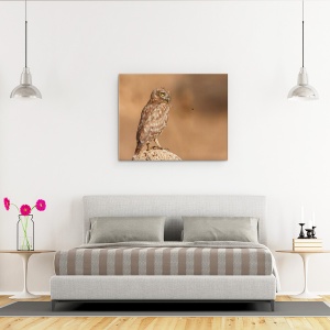 Tablou canvas - Bufnita Vs Albine, Pasare, 60 x 75 cm - Img 3