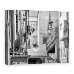Tablou canvas - Caine, Strada, Caine, Balcon, Animale, Urban, 60 x 80 cm