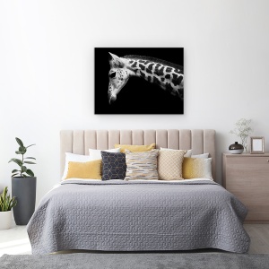 Tablou Canvas - Calf, Girafa, 60 x 80 cm - Img 2