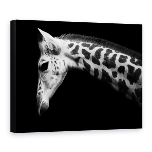 Tablou Canvas - Calf, Girafa, 75 x 100 cm