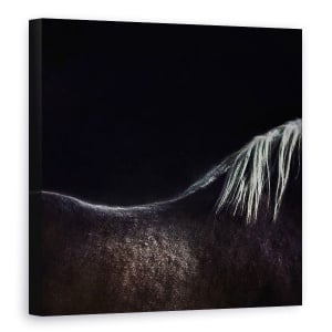 Tablou canvas - Calul Gol, Bruges, Belgia, Animale, Abstract, Coama, 60 x 60 cm