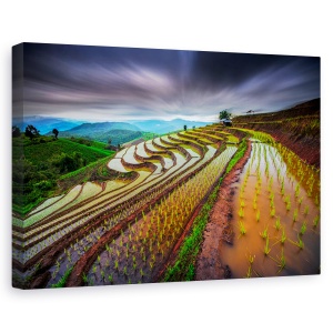 Tablou canvas - Camp de orez, Peisaj, Terasa, Camp, Planta, 60 x 90 cm