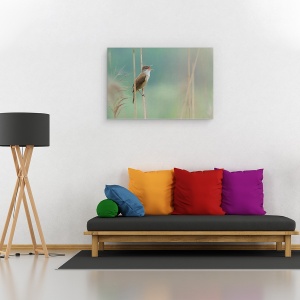 Tablou canvas - Cantaretul Din Stuf, Reed, Rau, Pasare, Canta, Parco, 60 x 90 cm - Img 2