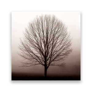 Tablou Canvas - Copac, Uscat, Monochrom, 60 x 60 cm