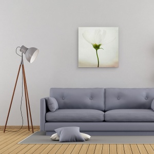 Tablou canvas - Cosmos Alb, Luminos, Floare, Natura Moarta, Punct, 90 x 90 cm - Img 2