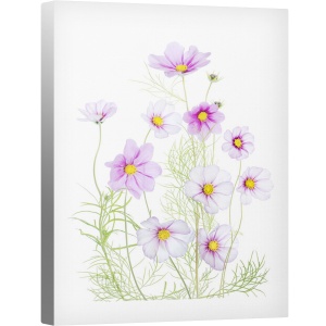 Tablou decorativ canvas Cosmos alb