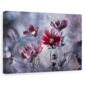 Tablou canvas - Cosmoslicious, Flori, Gradina, Rosu, Pasiune, 60 x 90 cm