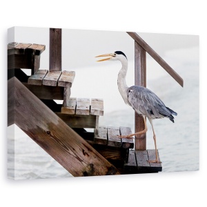 Tablou canvas - Cu Un Pas Ferm, Heron, Scari, Maldive, Pasare, 40 x 60 cm