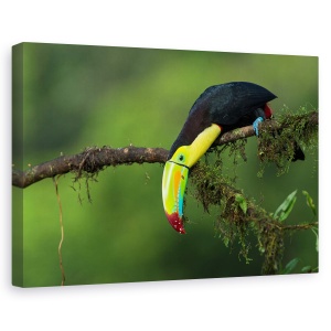 Tablou canvas - Culorile Costa Ricai, Natura, Pasare, Ramura, Perrot, Cioc, 60 x 90 cm