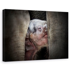 Tablou canvas - Cunoasterea Imemoriala A Nou-Nascutilor, Animale, Pui De Elefant, Ochi, 60 x 90 cm