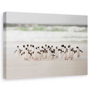 Tablou canvas - Desembarco, Natura, Animal, Pinguin, Salbatic, 60 x 90 cm