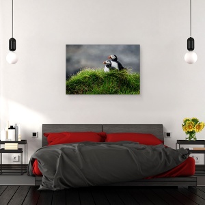 Tablou canvas - Dovlecel, Natura, Animal, Pasare, Cuplu, 60 x 90 cm - Img 3