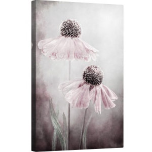 Tablou canvas - Duet, Heleniu, Sneezeweed, Roz, Floral, 60 x 90 cm