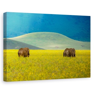 Tablou canvas - Elefant, Alb-Negru, Africa, Camp, 60 x 90 cm