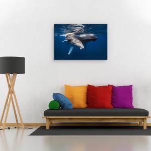 Tablou canvas - Familia Balenelor Cu Cocoasa, Sub Apa, 40 x 60 cm - Img 2
