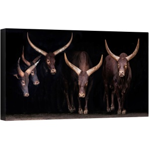 Tablou canvas - Familia Watusi, Animale, Cabarceno, Corn, Claxoane, 50 x 100 cm