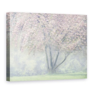 Tablou canvas - Floare De Cires In Ceata, Moale, Primavara, Inflorit, 50 x 70 cm