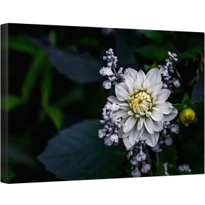 Tablou canvas - Floare de Dalie, Floare, Macro, Gradina, Petale, Alb, Dahlia, 80 x 120 cm