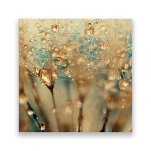 Tablou Canvas -Floral, Picaturi, Dimineata, 60 x 60 cm