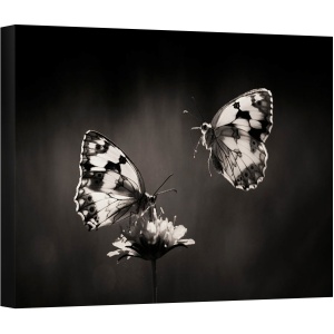 Tablou canvas - Fluture, Insecta, Natura, Floare, Fluturi, Spania, 75 x 100 cm