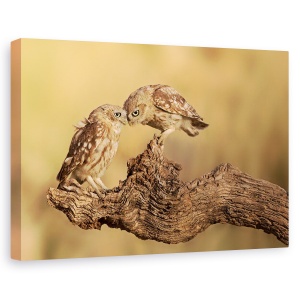 Tablou canvas - Frati Pentru Totdeauna, Bufnita, Prieteni, Prietenie, Bufnite, Pasare, 60 x 90 cm
