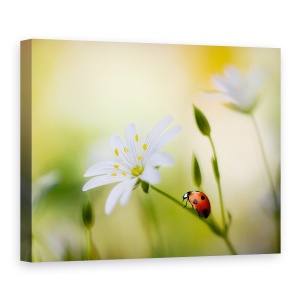 Tablou canvas - Frumuseti De Vara, Coccinellidae, Cusatura, Buburuza, Gargarita, 75 x 100 cm
