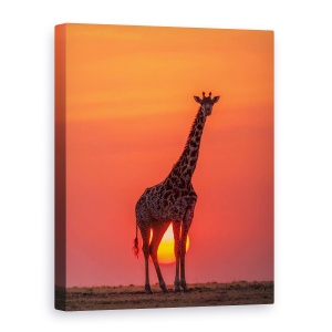 Tablou canvas - Girafa In Apus De Soare, Salbatic, Kenya, Salbatic, 75 x 100 cm