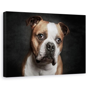 Tablou canvas - Hasi, Caini, Animale, Caine, Bulldog, Pet, 60 x 90 cm