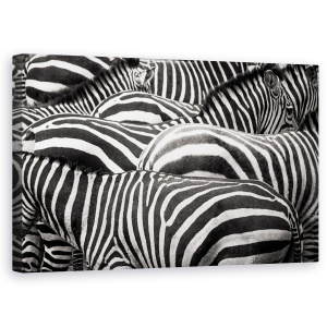 Tablou Canvas - Impreuna, Zebra, Dungi, Linii, 50 x 80 cm