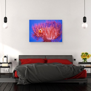 Tablou canvas - In Cautarea Lui Nemo, Pestele-Clovn, Zoo, 40 x 60 cm - Img 3
