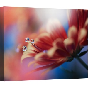 Tablou canvas - In Cel Mai Mare, Macro, Cadere, Apa, Floare, Reflectie, Perla, 75 x 100 cm