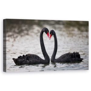 Tablou canvas - In Dragoste, Inima, Lebada Neagra, Dragoste, 50 x 100 cm