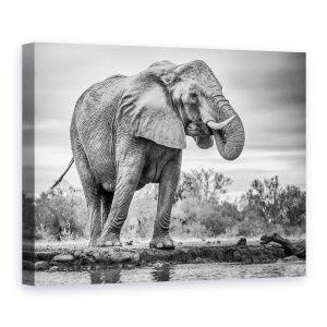 Tablou Canvas - In Picioare Mandru, Natura, Animal, Colt, Elefant, Monocrom, 75 x 100 cm