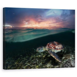 Tablou canvas - Inotand In Apus, Mare, Filipine, Testoasa De Mare, 60 x 75 cm