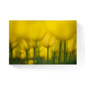 Tablou Canvas - Lalele galbene, Floare, Flori, 80 x 120 cm